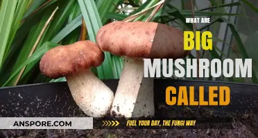 Mushroom Marvels: Unveiling the Giant Fungi