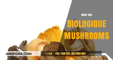 The Magic of Biologique Mushrooms