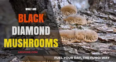 Black Diamond Mushrooms: A Rare Treat