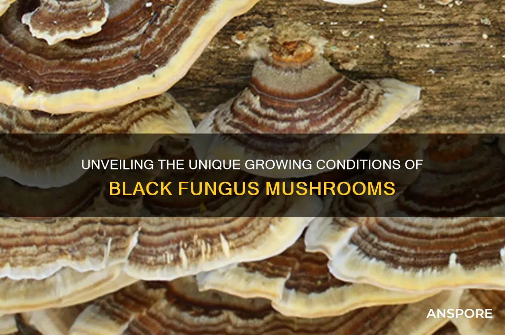 what are black fungus mushrooms grown in