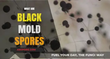 Understanding Black Mold Spores: Risks, Identification, and Prevention Tips