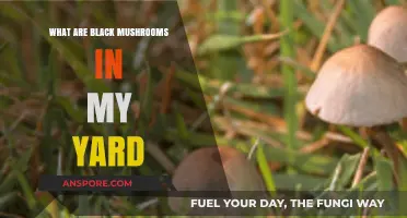Identifying Black Mushrooms in Your Yard: Causes and Safe Removal Tips