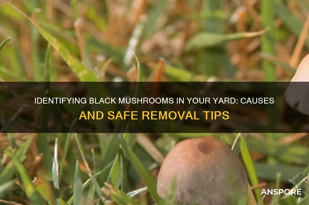 what are black mushrooms in my yard