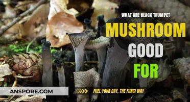 Black Trumpet Mushrooms: Health Benefits, Culinary Uses, and Nutritional Value