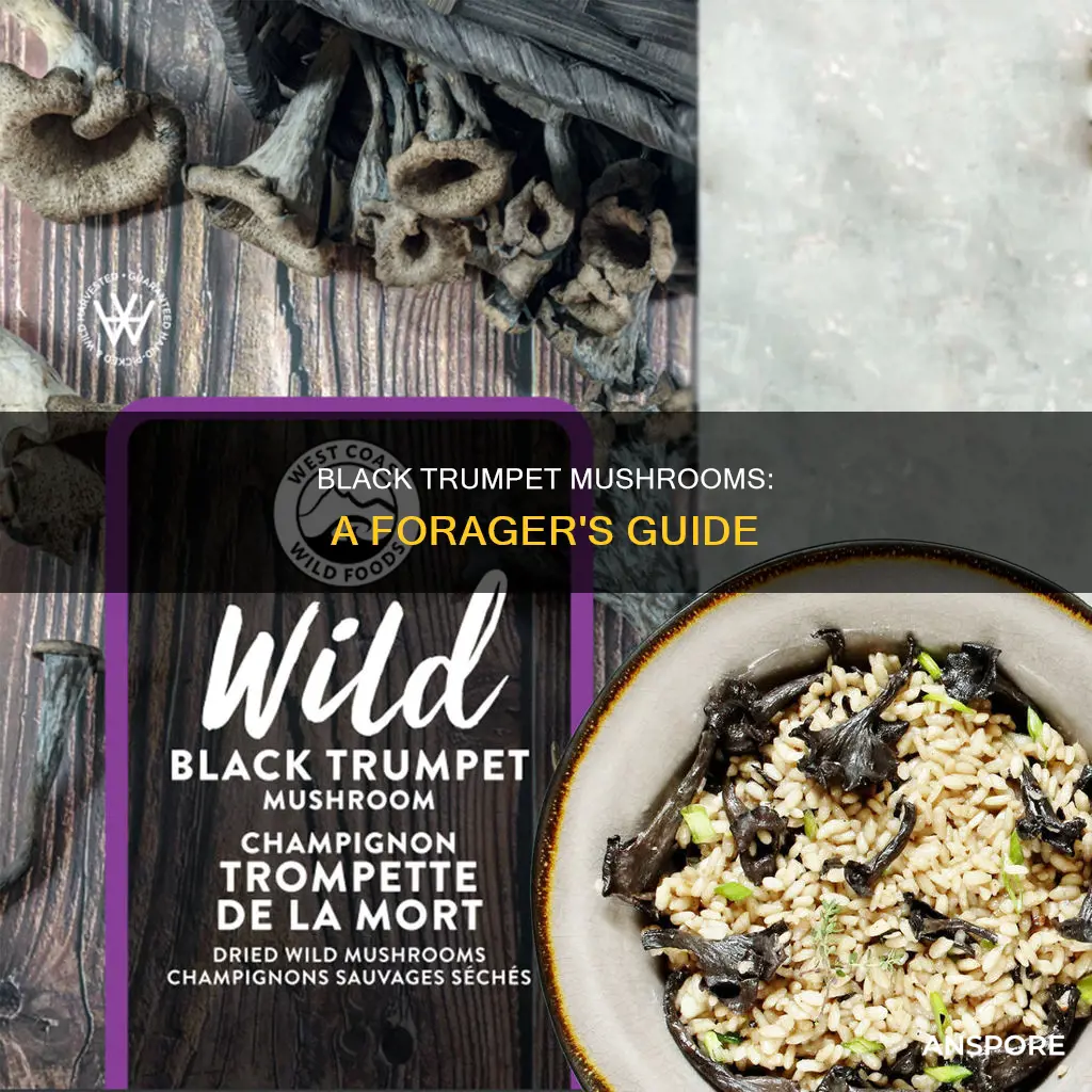 what are black trumpet mushrooms