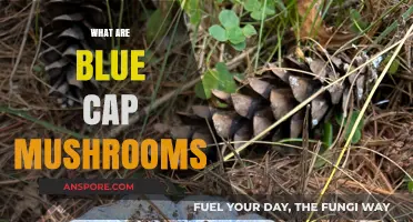 Blue Cap Mushrooms: Nature's Magical Treat