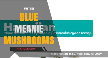 Blue Meanies: A Guide to the Magic Mushroom