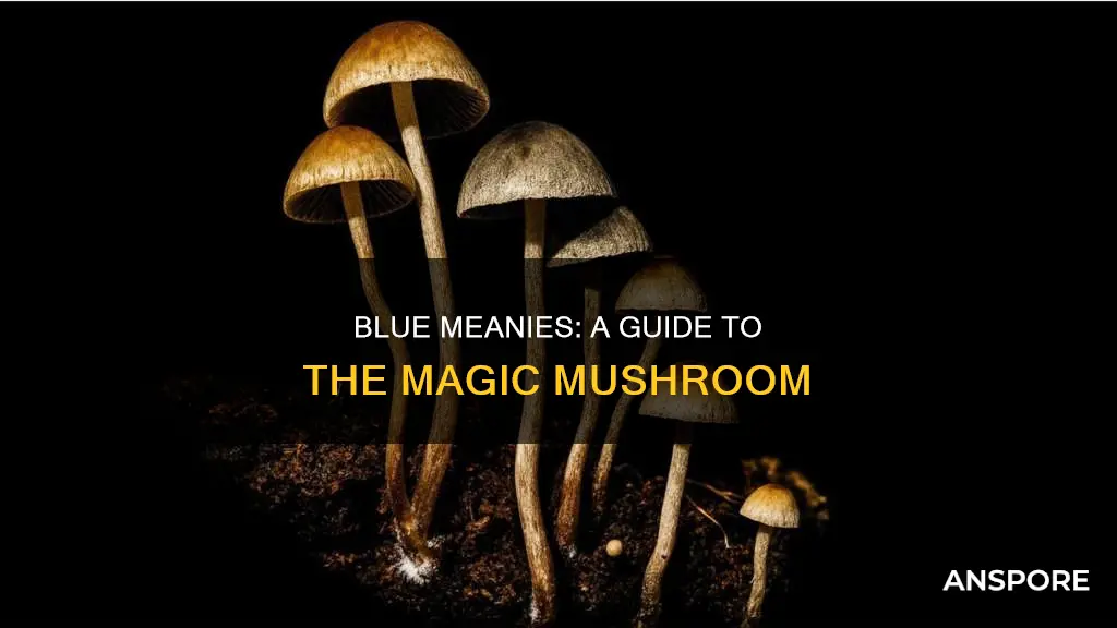 what are blue meanie mushrooms