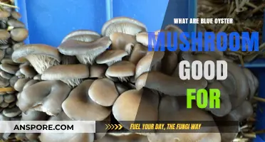 Blue Oyster Mushrooms: Health Benefits, Culinary Uses, and Nutritional Value