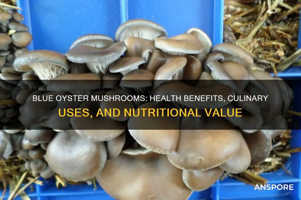 what are blue oyster mushrooms good for