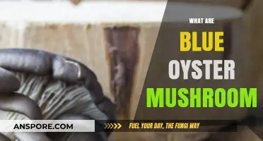 Blue Oyster Mushrooms: A Beginner's Guide