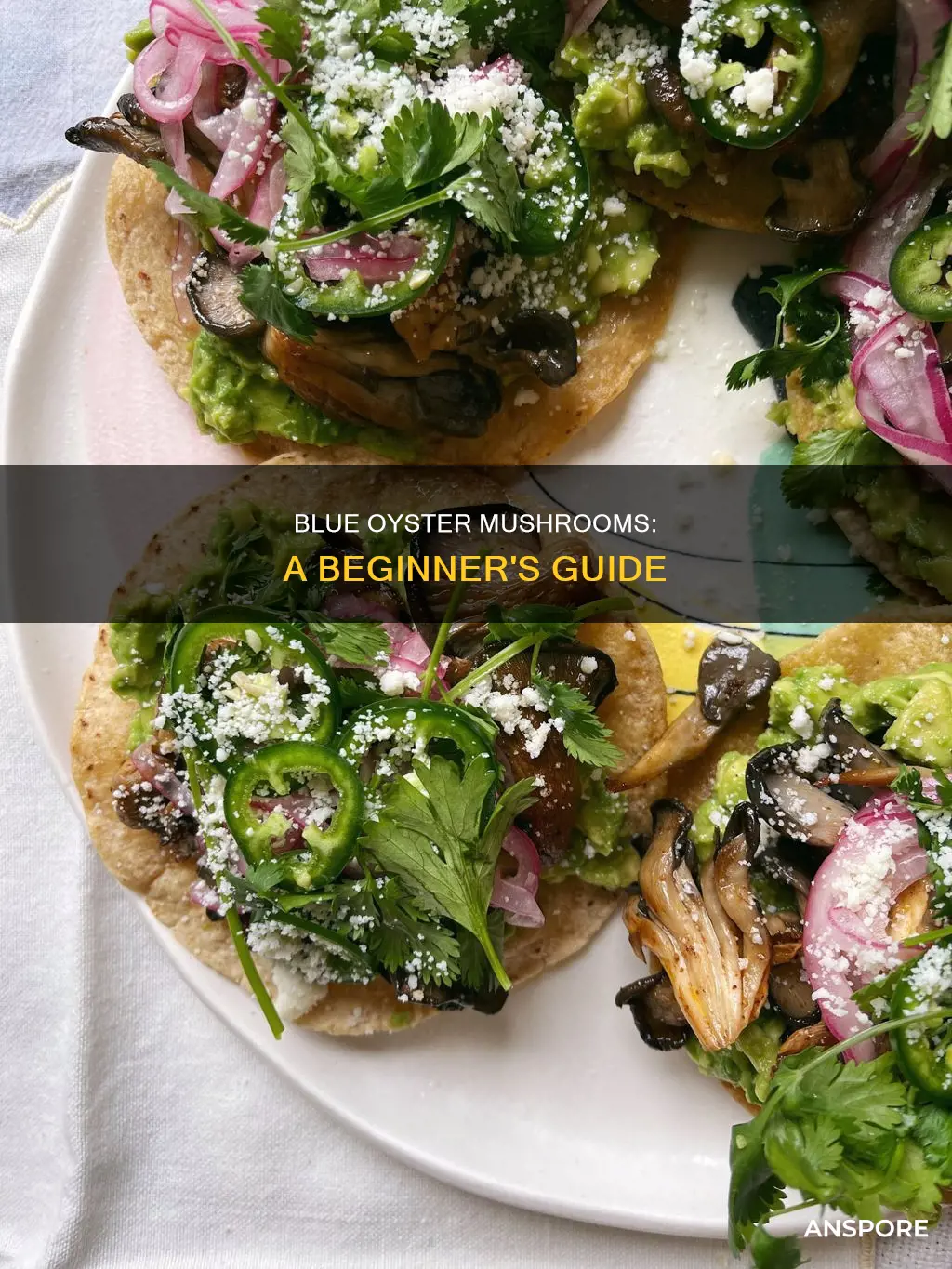 what are blue oyster mushrooms