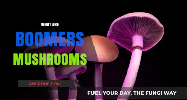 Discover the Magic of Boomer's Mushrooms