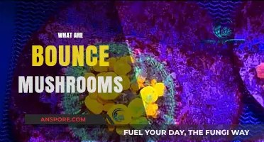 The Magic of Bounce Mushrooms: Nature's Bouncy Wonder