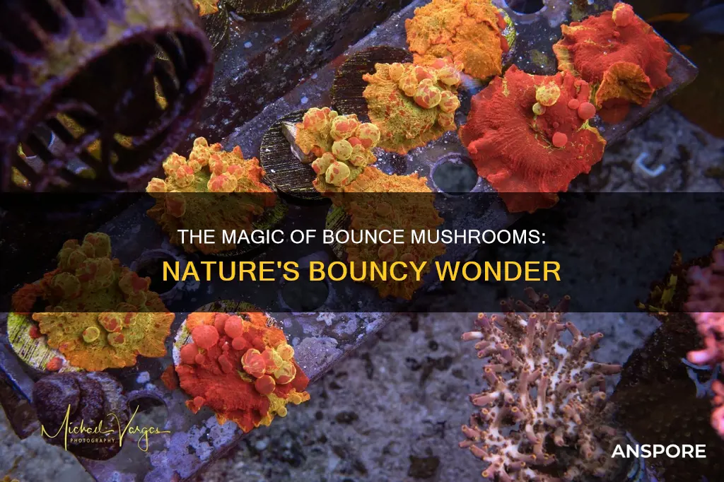 what are bounce mushrooms