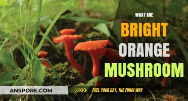 Bright Orange Mushrooms: What Are They?