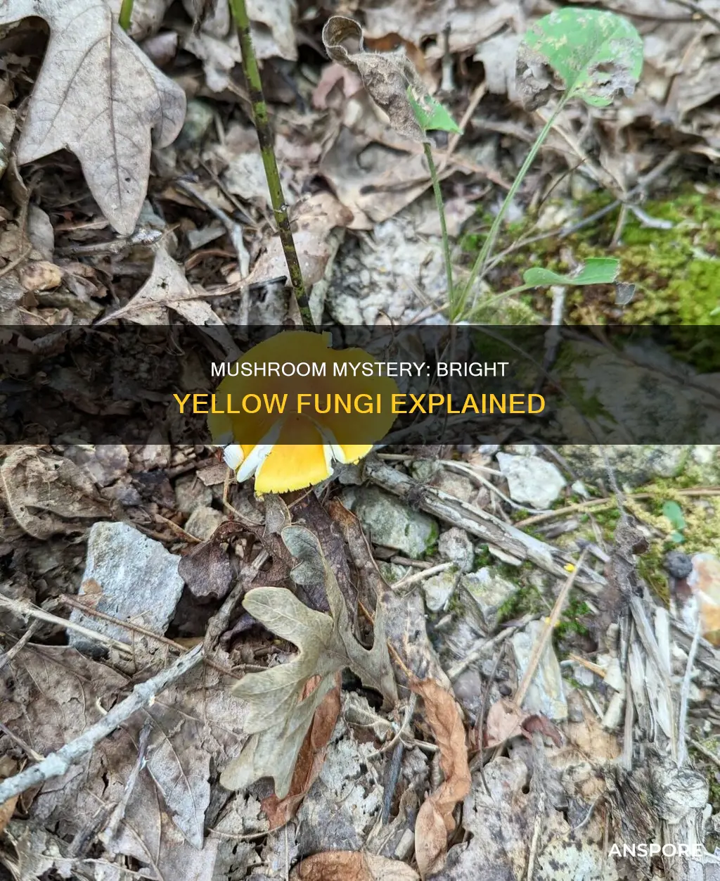 what are bright yellow mushrooms
