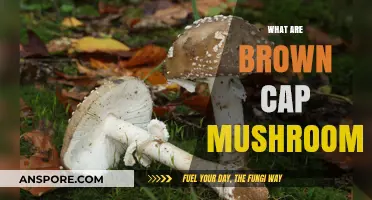 Brown Cap Mushrooms: Edible or Toxic?