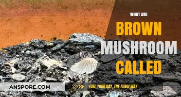 Brown Mushrooms: What Are They Called?