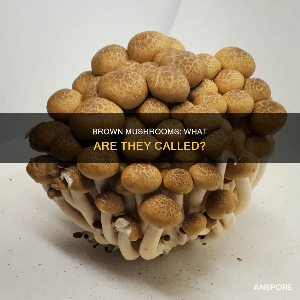 what are brown mushrooms called