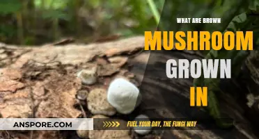 Where Do Brown Mushrooms Thrive? Growing Conditions Explained