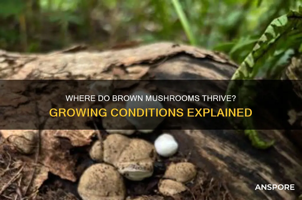 what are brown mushrooms grown in