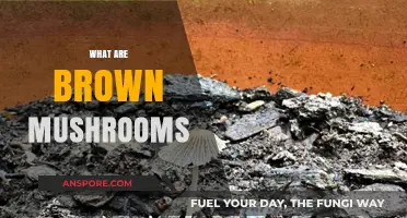 Mushroom Exploration: Brown Mushrooms and Their Uses