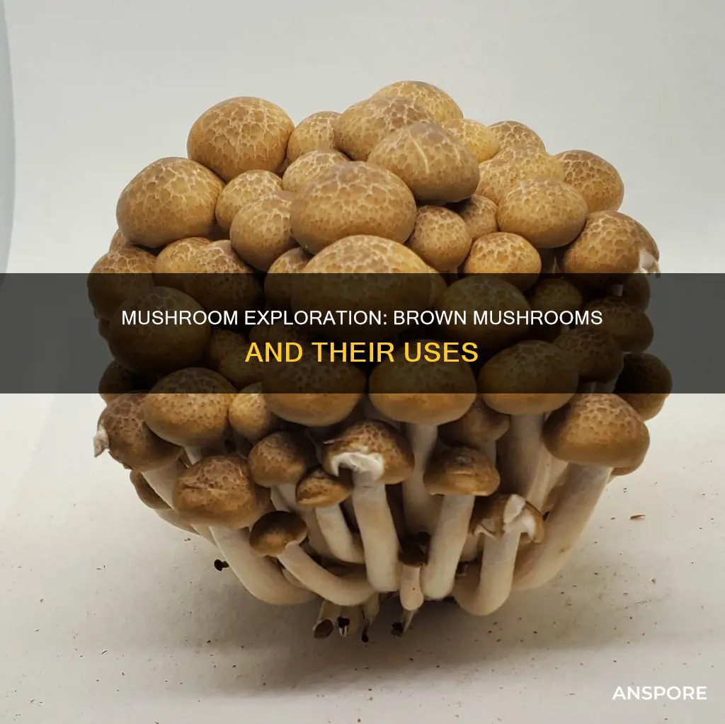 what are brown mushrooms