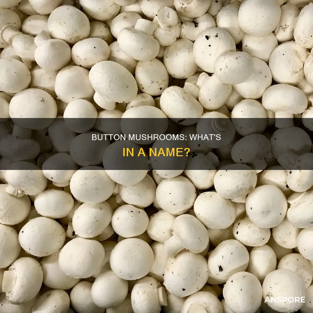 what are button mushrooms called