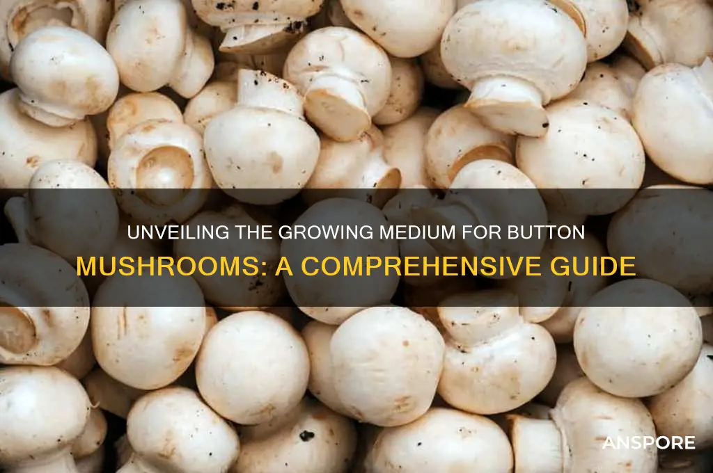 what are button mushrooms grown in