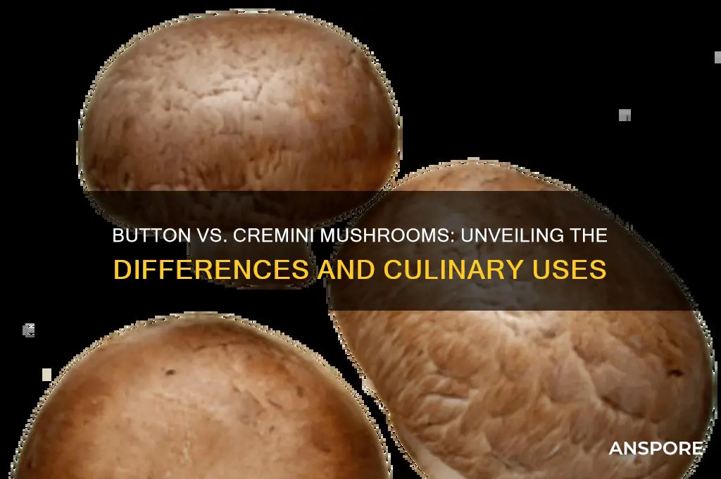 what are button or cremini mushrooms