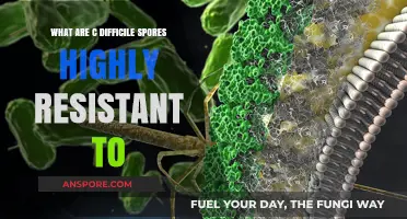 C. Difficile Spores: Unraveling Their Extreme Resistance to Antibiotics and Disinfectants