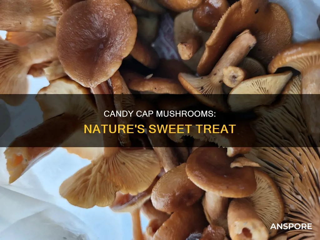 what are candy cap mushrooms