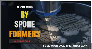 Understanding the Impact: Diseases and Conditions Caused by Spore Formers