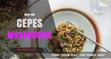 Cepes Mushrooms: A Forager's Delight