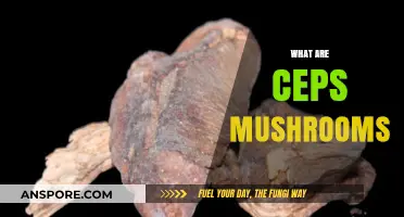 The Ultimate Guide to Ceps Mushrooms