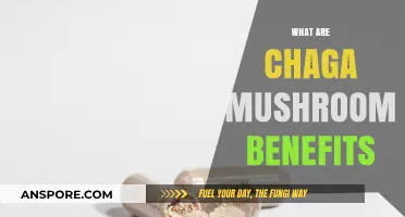 Chaga Mushrooms: Nature's Superfood for Health