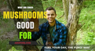 Chaga Mushrooms: Unlocking Health Benefits and Wellness Secrets