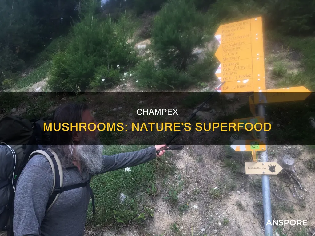 what are champex mushrooms