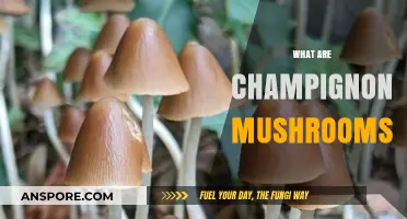 Champignon Mushrooms: What Are They?
