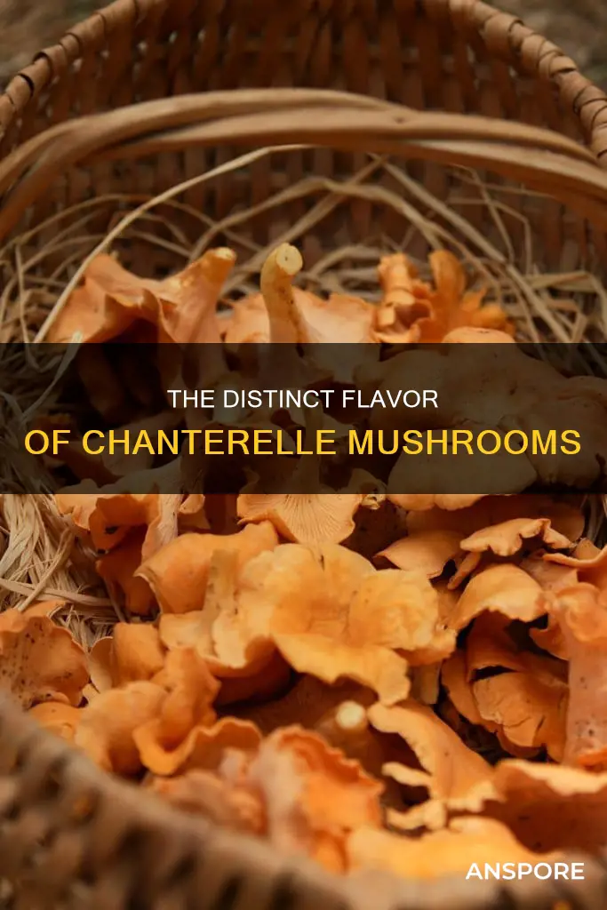 what are chanterelle mushrooms flavor