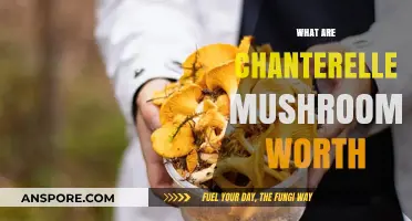 Chanterelle Mushrooms: Nature's Golden Delicacy Explained