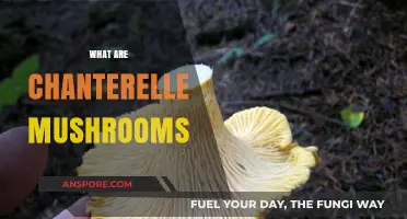 Chanterelle Mushrooms: A Forager's Golden Delight