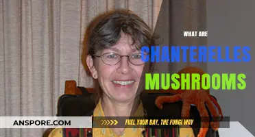 Chanterelles Mushrooms: Nature's Golden Delicacy