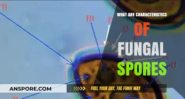 Unveiling the Unique Traits and Functions of Fungal Spores