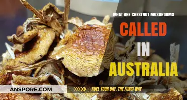 Chestnut Mushrooms in Australia: Unveiling Their Local Name and Uses