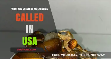 Chestnut Mushrooms in the USA: Names and Culinary Uses Explained