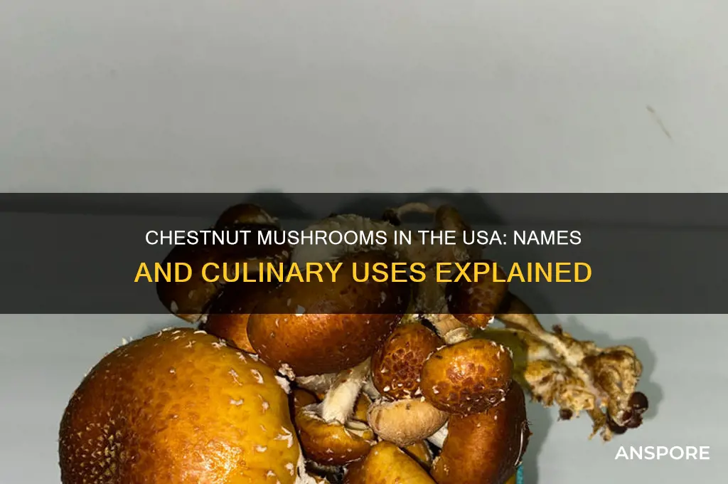 what are chestnut mushrooms called in usa