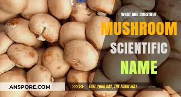 Unveiling the Scientific Name of Chestnut Mushrooms: A Mycological Insight