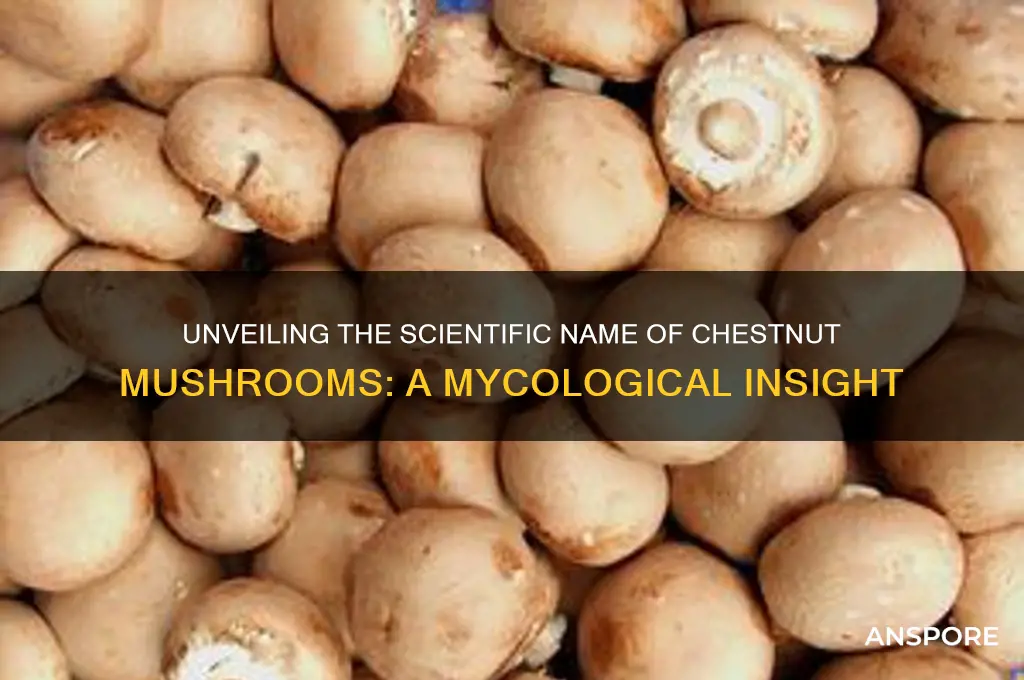 what are chestnut mushrooms scientific name